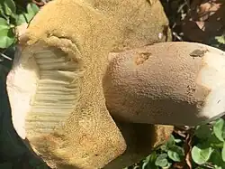 Hyménophore d'abord blanc puis jaune et enfin olivâtre.