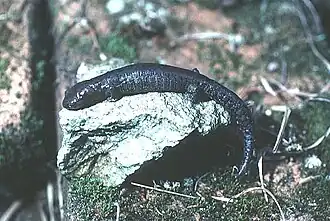 Description de l'image Bolitoglossa heiroreias.jpg.