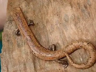 Description de l'image Bolitoglossa lignicolor.jpg.