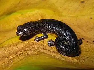 Description de l'image Bolitoglossa phalarosoma01.jpeg.