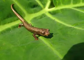 Description de l'image Bolitoglossa rufescens.jpg.
