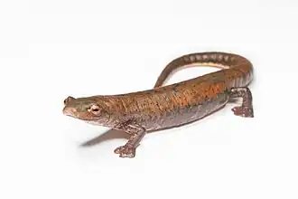 Description de l'image Bolitoglossa schizodactyla salamander.jpg.