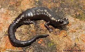 Description de l'image Bolitoglossa zapoteca 12562338.jpg.