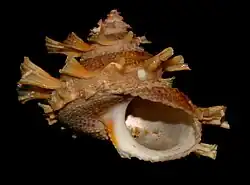 Bolma girgyllus