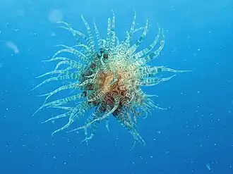 Boloceroides mcmurrichi, une Boloceroididae.