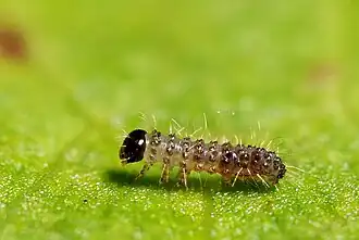Chenille au 1er&nbsp;stade