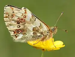 Face ventrale – France.