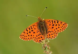 Face dorsale – Turquie.