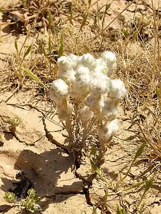 Description de l'image Bombycilaena erecta 1 (Espagne).jpg.