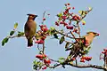 Photo couleur de deux oiseaux roux (l'un à gauche, de trois quarts, et l'autre à droite, de profil, tenant une cerise dans son bec) perchés sur une branche de cerisier sur fond de ciel bleu.