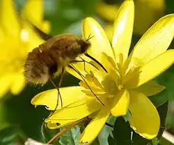 Grand bombyle vu de profil, fécondant une ficaire en y recherchant du nectar. On distingue les poils disposés en rangées sur l'abdomen.