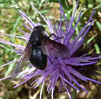 Description de l'image Bombyliidae_Usia_species_-_Flickr_-_gailhampshire.jpg.