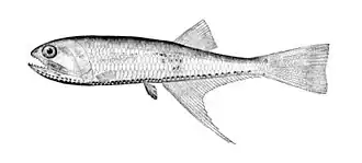 Description de l'image Bonapartia pedaliota.jpg.