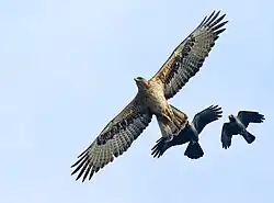 Un Aigle de Bonelli en vol poursuivi par deux corbeaux.