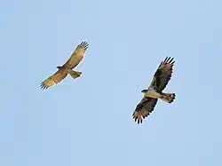 Deux Aigles de Bonelli en vol les ailes déployées, un juvénile plus petit et plus clair poursuivi par un adulte.