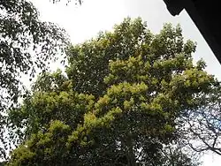 floraison à Bonfinópolis de Minas (Brésil).