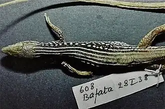 Description de l'image Bonn zoological bulletin - Latastia ornata.jpg.