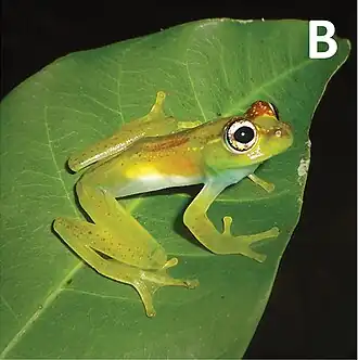 Description de l'image Boophis ankarafensis-435-111-g003 (2).jpg.