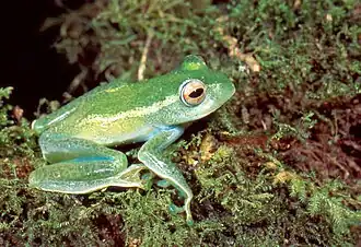 Description de l'image Boophis luteus septentrionalis01.jpg.