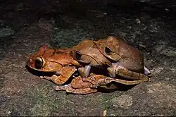 Boophis madagascariensis.