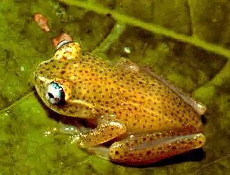 Description de l'image Boophis tasymena2.jpg.