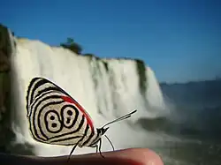 Diaethria clymena, appelée communément Double 8. Ici sous-espèce diaethria clymena janeira photographiée face aux chutes d'Iguazu.