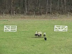 Un border collie fait passer des brebis entre 2 barrières blanches