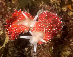 Coryphella nobilis.