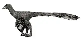 Description de l'image Boreonykus LM.jpg.