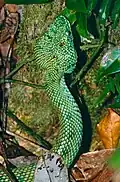 Viperidae Tropidolaemus subannulatus