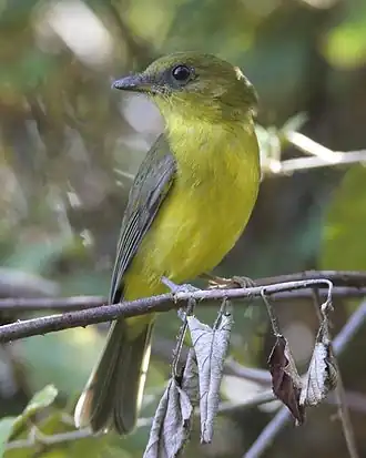 Description de l'image Bornean Whistler (Pachycephala hypoxantha hypoxantha).jpg.
