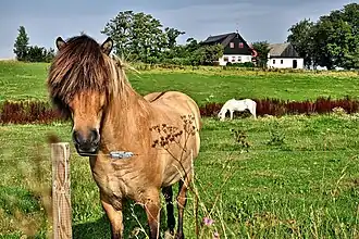 Image illustrative de l’article Cheval au Danemark