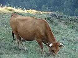 Vache paissant. Robe froment, pattes plus claires, cornes torsadées, cerclage des oreilles et fouet de queue noir sont des éléments de la morphologie raciale.