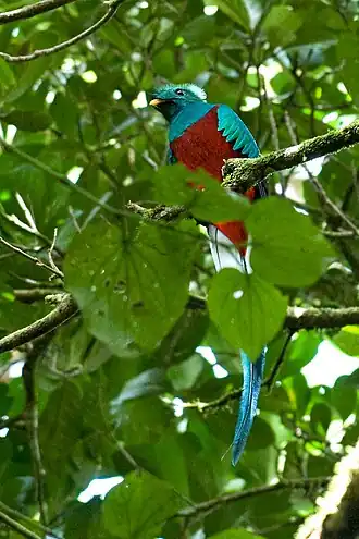 Quetzal resplendissant du Costa Rica.