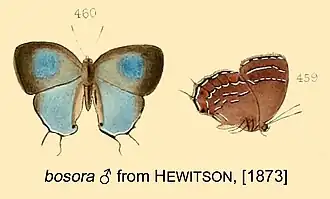 Description de l'image BosoraMUpUnHewitson1873.jpg.