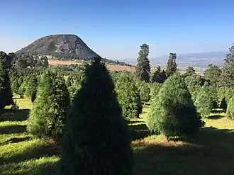 Image illustrative de l’article Bosque de los arboles de navidad