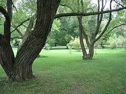 Les saules pleureurs à l'Arboretum.