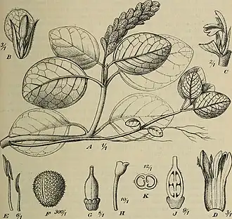 Description de l'image Botanische Jahrbücher für Systematik, Pflanzengeschichte und Pflanzengeographie (1912) (14761595354).jpg.