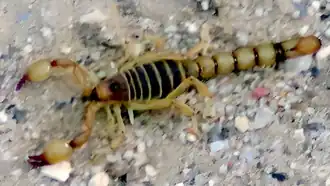 Description de l'image Bothriurus olaen.png.