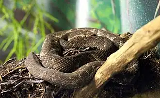 Description de l'image Bothrops alcatraz.jpg.