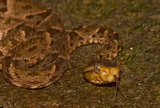 Description de l'image Bothrops asper (Panama) head.jpg.