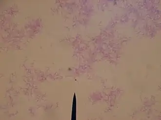 Description de l'image Botony_Exam_1_004.JPG.