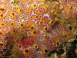 Botrylloides magnicoecum.