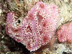 Botrylloides violaceus