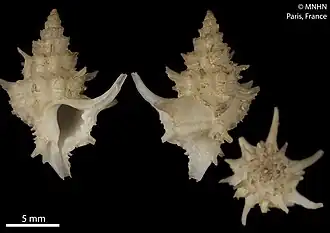 Description de l'image Bouchetia hystricina (MNHN-IM-2013-60438).jpeg.