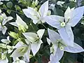 Bougainvillée blanc à Tahiti.