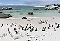 Colonie de Manchots du Cap de Boulders Beach
