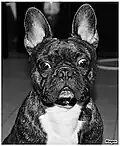 Bouledogue français bringé.