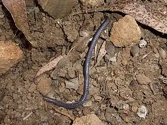 Description de l'image Boulengerula niedeni 55039.jpg.