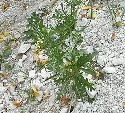 Fausse roquette, larris de Bourdon.